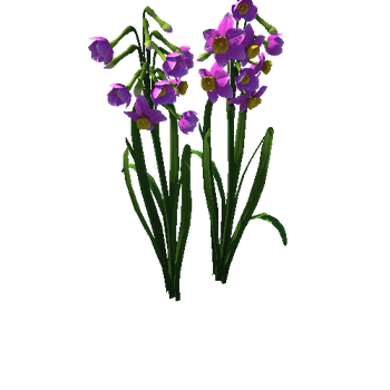 Flower Narcissus tazetta3_1